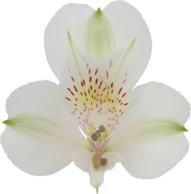 Fresh Cut ALSTROEMERIA WHITE 164-0005