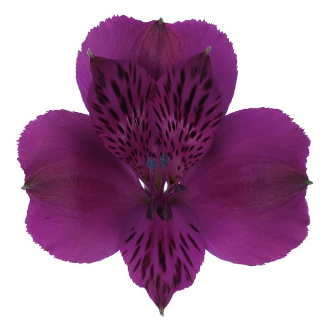 Fresh Cut ALSTROEMERIA PURPLE 164-0006