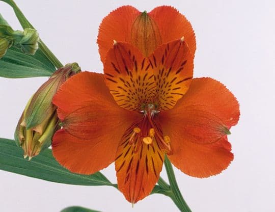 Fresh Cut ALSTROEMERIA ORANGE 164-0007
