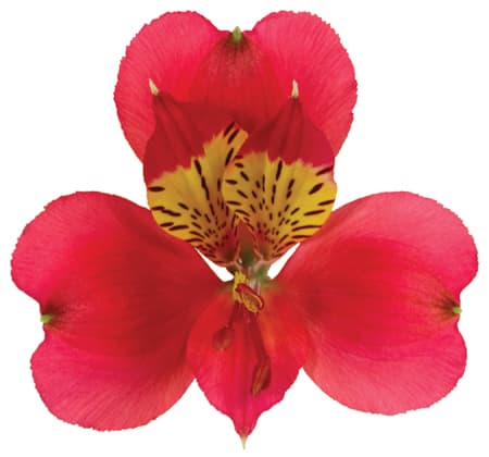 Fresh Cut ALSTROEMERIA HOT PINK 164-0008