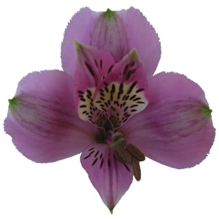 Fresh Cut ALSTROEMERIA LAVENDER 164-0010