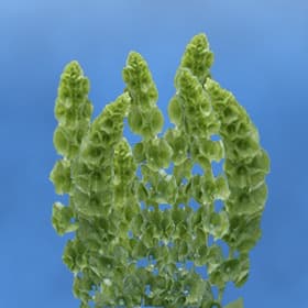 Fresh Cut BELLS OF IRELAND 167-0001