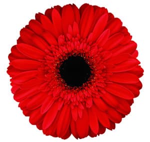 Fresh Cut GERBER DAISIES RED 173-0001