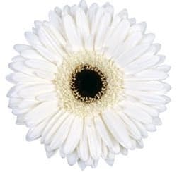 Fresh Cut GERBER DAISIES WHITE 173-0002