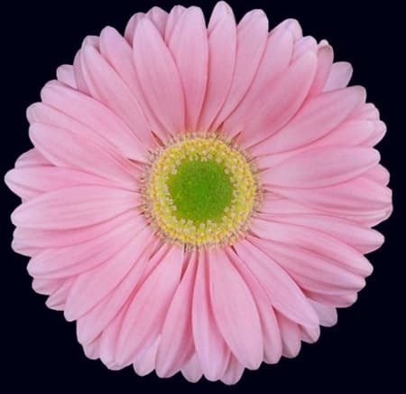 Fresh Cut GERBER DAISIES PINK 173-0003
