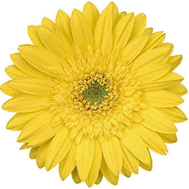 Fresh Cut GERBER DAISIES YELLOW 173-0004