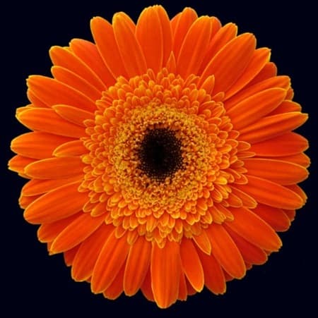 Fresh Cut GERBER DAISIES ORANGE 173-0005