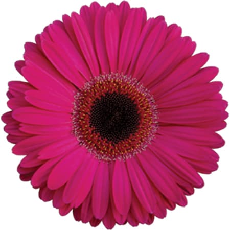 Fresh Cut GERBER DAISIES HOT PINK 173-0006