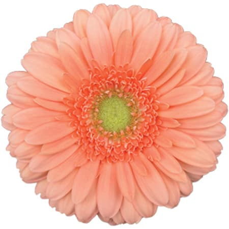 Fresh Cut GERBER DAISIES PEACH 173-0007