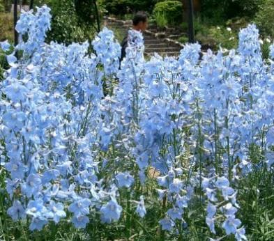 Fresh Cut DELPHINIUM LT BLUE BELLA DON 176-0002