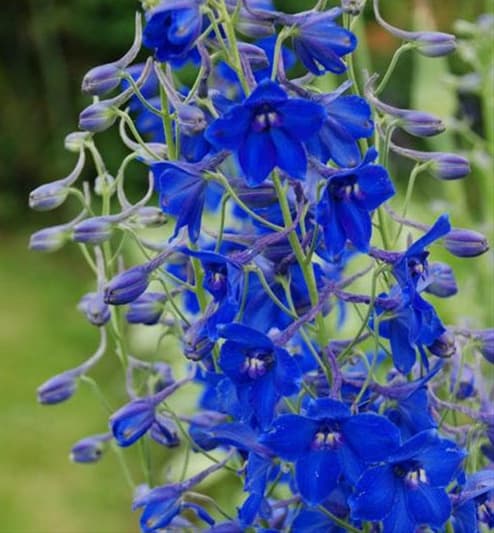 Fresh Cut DELPHINIUM VOLKERFRIEDEN 176-0012