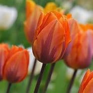 Fresh Cut TULIPS ORANGE DOUBLE BLOOM 181-0013