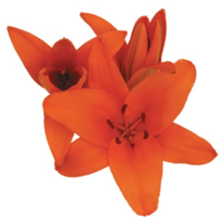 Fresh Cut LILY ORANGE ASIATIC 182-0003
