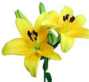 Fresh Cut LILY YELLOW ASIATIC 182-0004