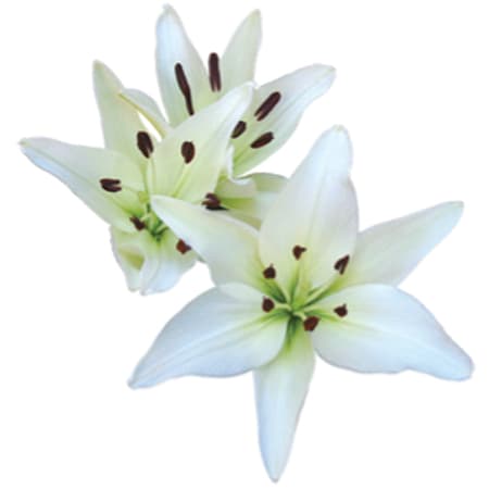 Fresh Cut LILY WHITE ASIATIC 182-0005