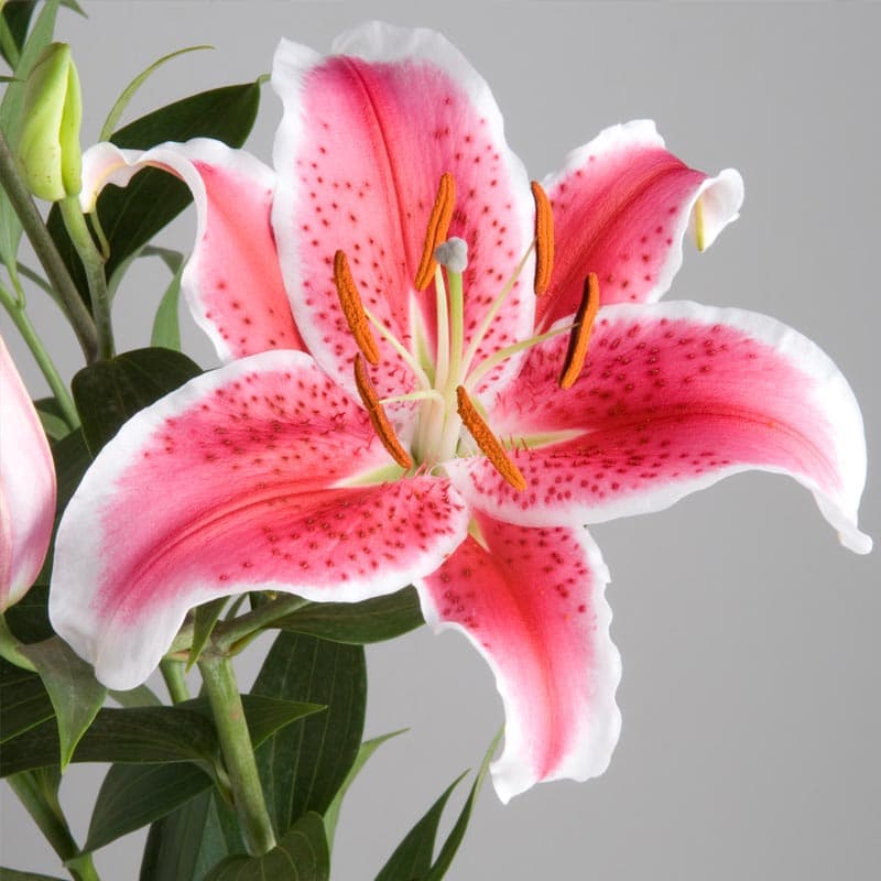 Fresh Cut LILY PK/WH STARFIGHTER 182-0007