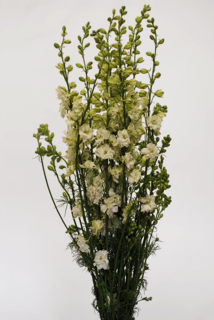 Fresh Cut LARKSPUR WHITE CALIFORNIA 193-0001