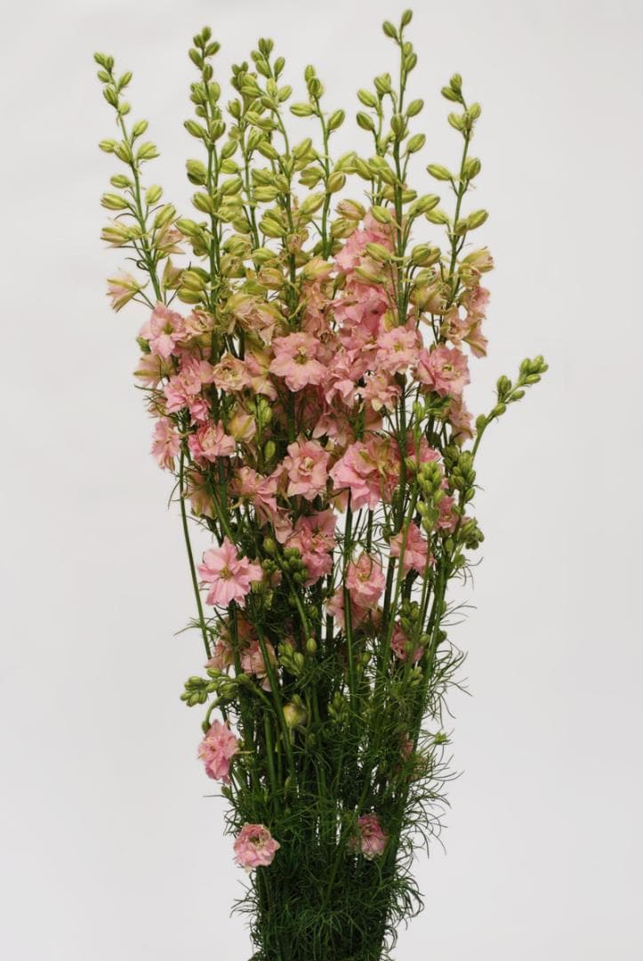 Fresh Cut LARKSPUR PINK CALIFORNIA 193-0002