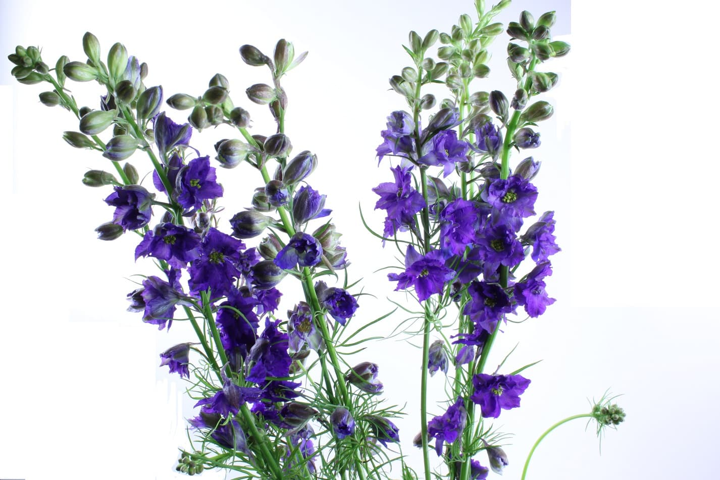 Fresh Cut LARKSPUR PURPLE CALIFORNIA 193-0004