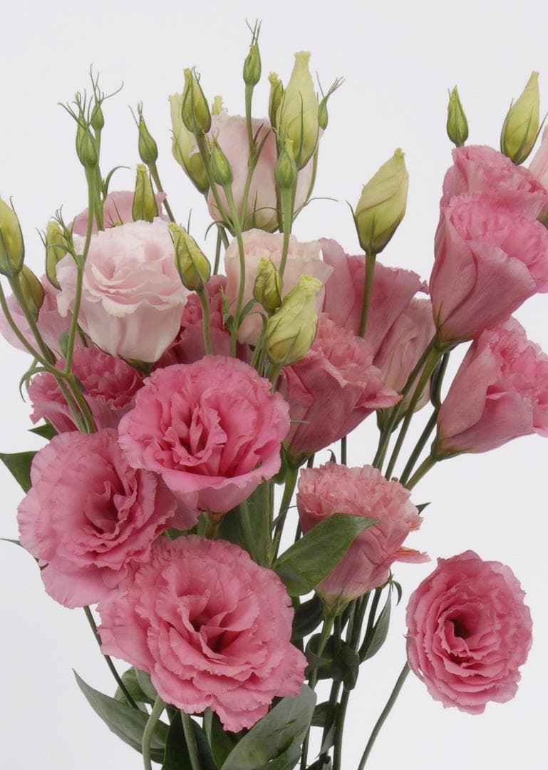 Fresh Cut LISIANTHUS PINK HOLLAND 197-0002