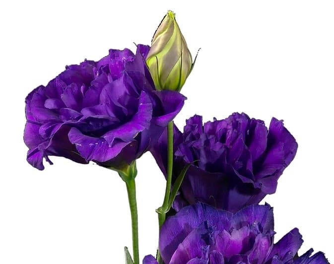 Fresh Cut LISIANTHUS PURPLE HOLLAND 197-0003