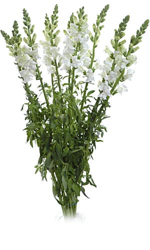 Fresh Cut SNAPDRAGON WHITE CALIFORNIA 219-0007