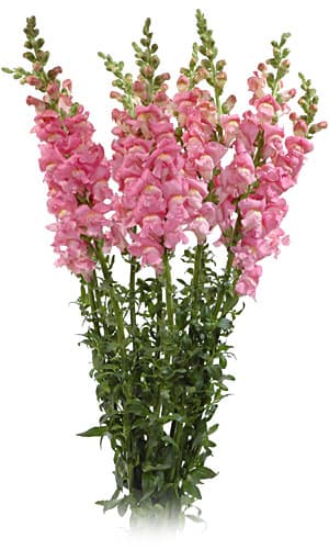Fresh Cut SNAPDRAGON PINK CALIFORNIA 219-0008