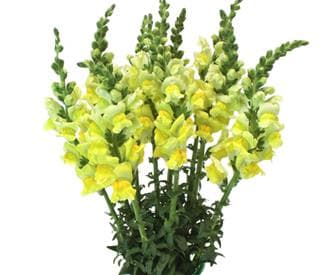 Fresh Cut SNAPDRAGON YELLOW CALIFORNIA 219-0009