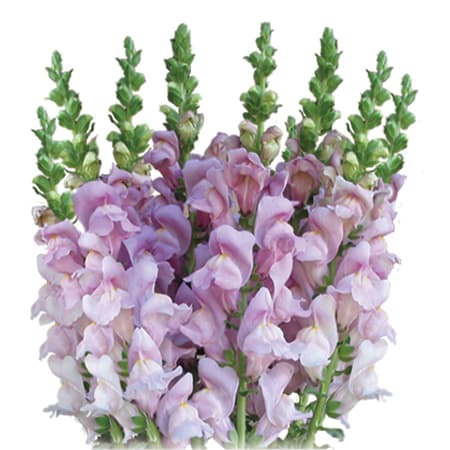 Fresh Cut SNAPDRAGON LAVENDAR CALIFORN 219-0010