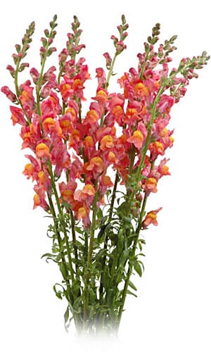 Fresh Cut SNAPDRAGON ORANGE CALIFORNIA 219-0011