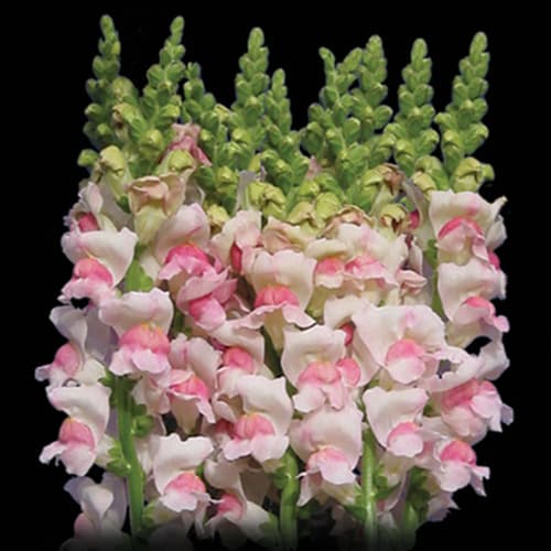 Fresh Cut SNAPDRAGON APPLE CALIFORNIA 219-0012