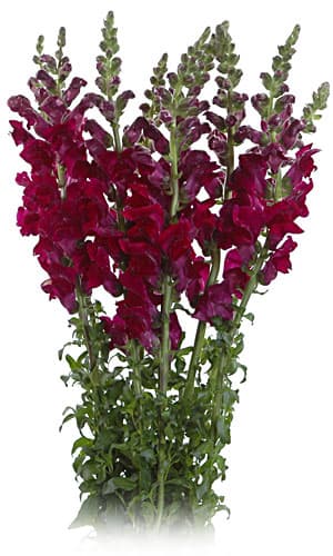 Fresh Cut SNAPDRAGON BURG CALIFORNIA 219-0030