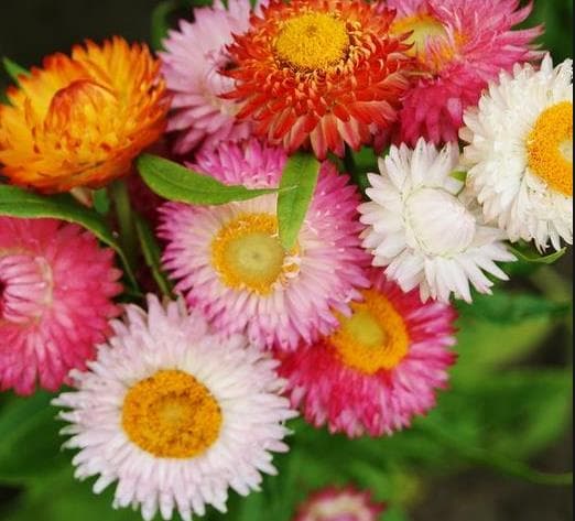 Fresh Cut STRAWFLOWER 224-0004