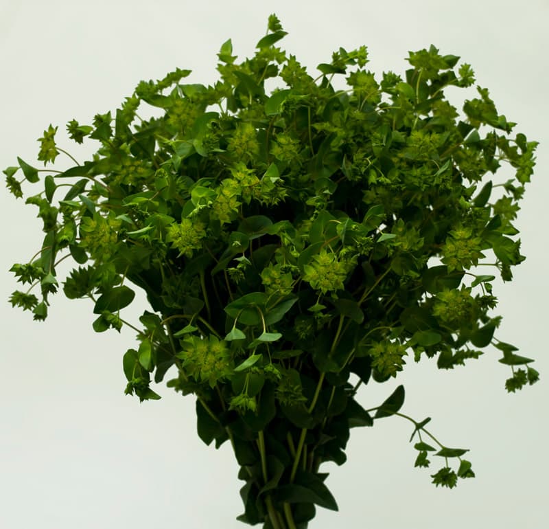 Fresh Cut BUPLEURUM 224-0006