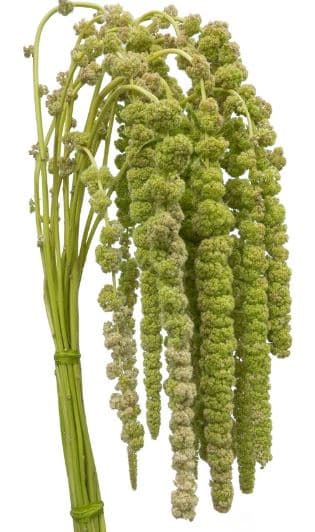 Fresh Cut AMARANTHUS GREEN HANGING 229-0001