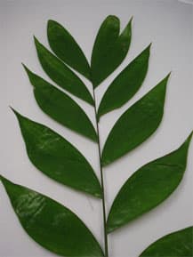 Greens EMERALD JADE FLORIDA 300-0004