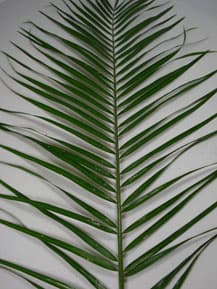 Greens ROBELLINNI PALM 70CM (20 STEMS) 300-0015