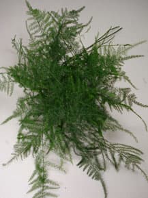 Greens PLUMOSUS FERN 301-0004