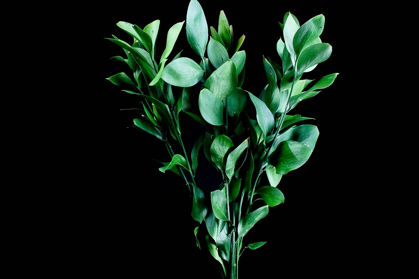 Greens RUSCUS ISRAEL 301-0009