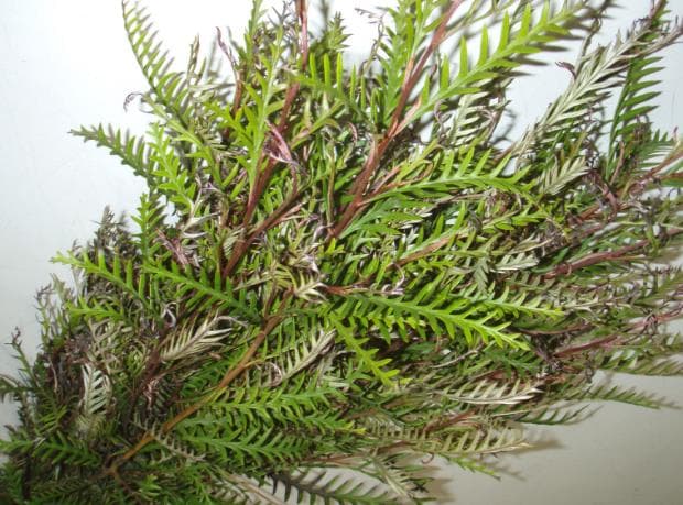 Greens GREVILLEA 301-0012