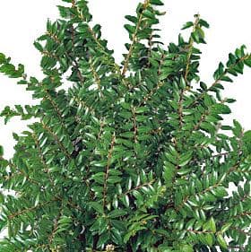 Greens HUCK 302-0001