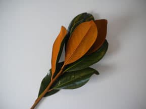 Greens MAGNOLIA FOLIAGE 303-0002