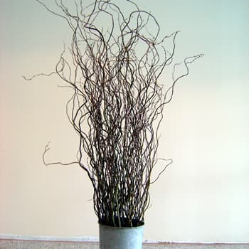 Greens CURLY WILLOW CALIFORNIA 308-0001