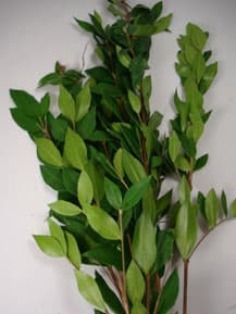 Greens MYRTLE CALIFORNIA 325-0001