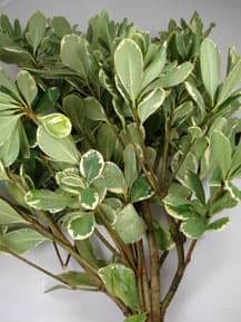 Greens PITTOSPORUM VARIGATED 327-0002