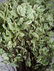 Greens MINI VARIGATED PITT 327-0003