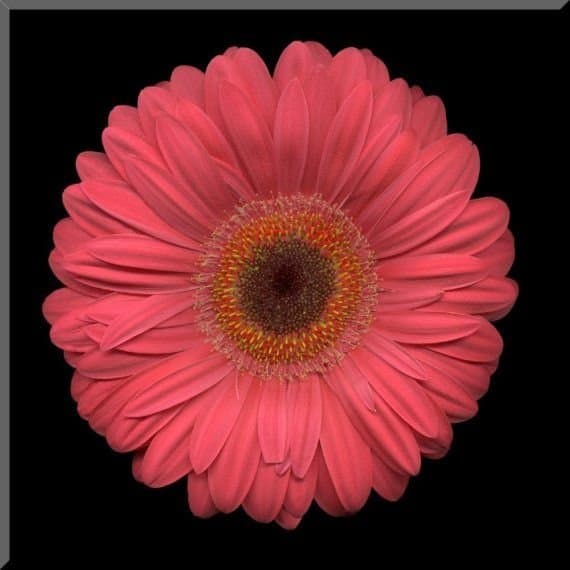 Fresh Cut GERBER DAISIES CORAL 173-0008