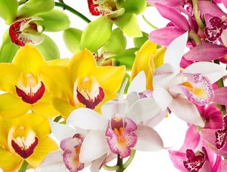 Fresh Cut CYMBIDIUM SPRAY 276-0003