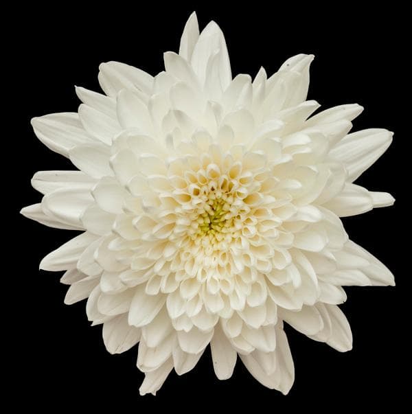 Fresh Cut CREMONE WHITE 212-0007