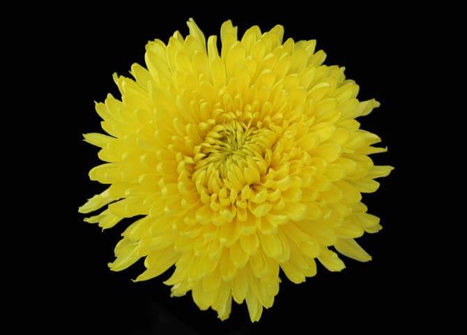 Fresh Cut CREMONE YELLOW 212-0008